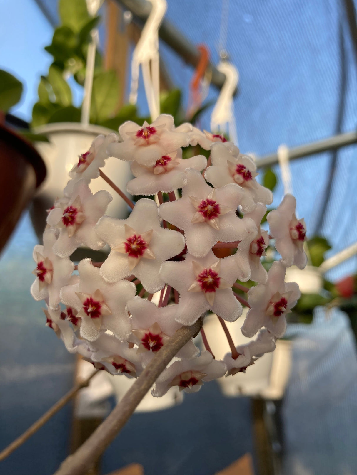 6” Hoya fungii hanging basket - Canopy Plant Co.