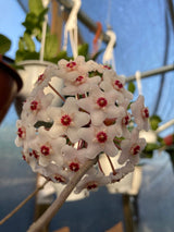 6” Hoya fungii hanging basket - Canopy Plant Co.