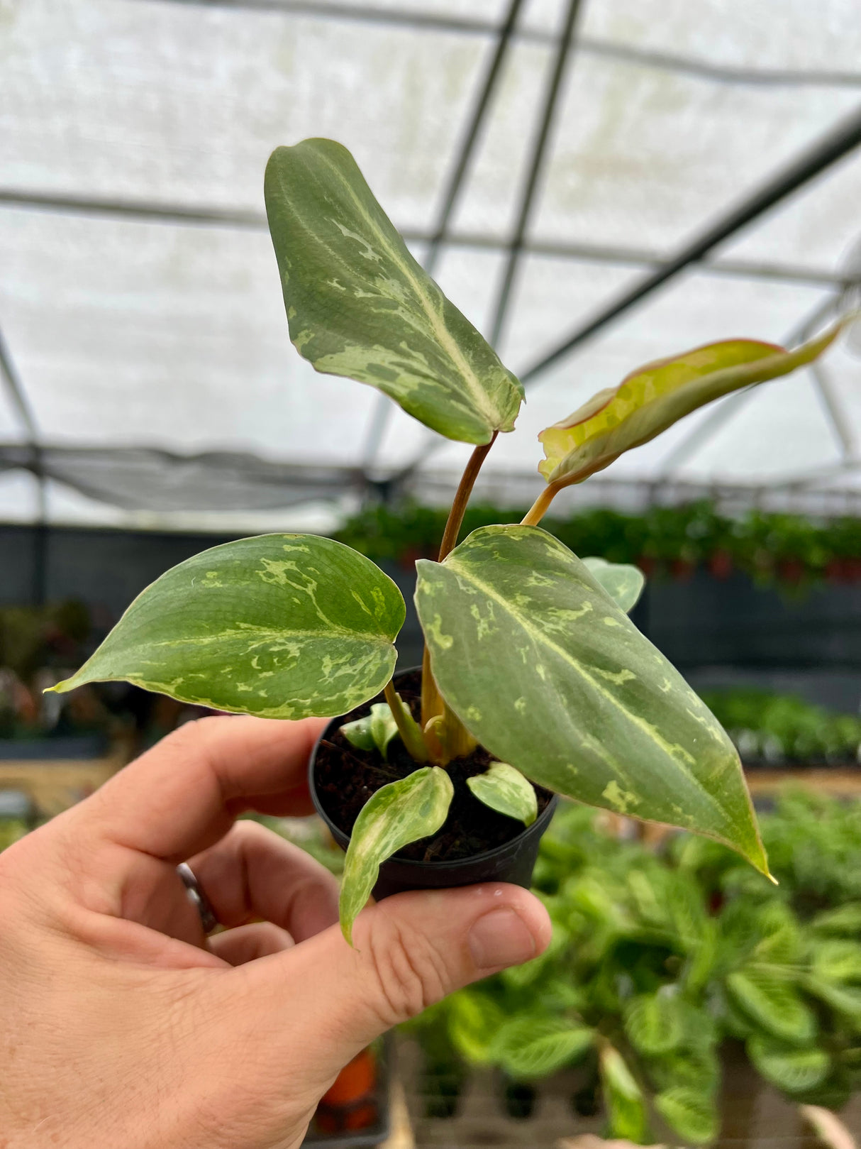 2” Philodendron gloriosum variegated 'Snow Leopard'