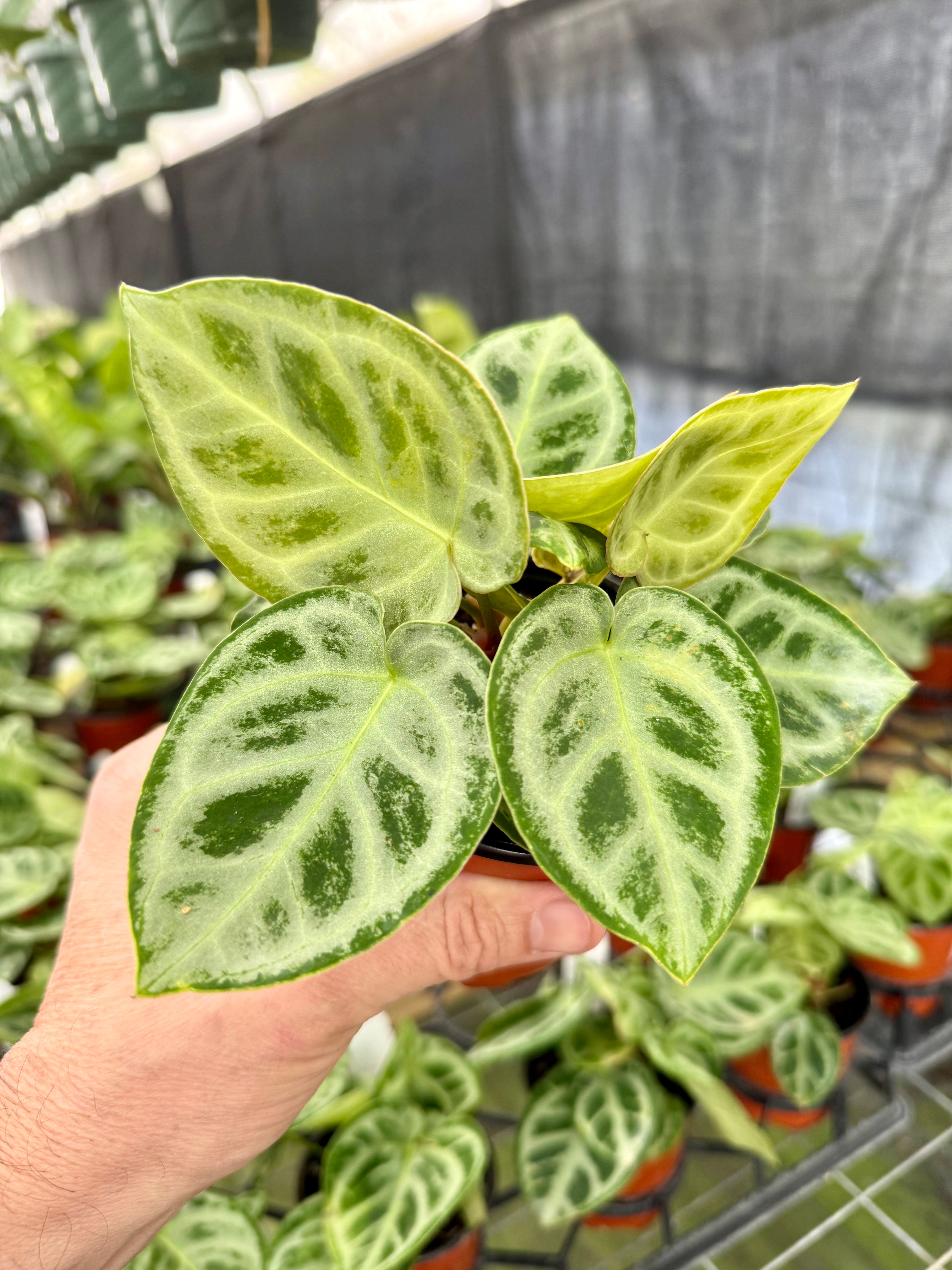 4” Anthurium 'Dorayaki' – Canopy Plant Co.