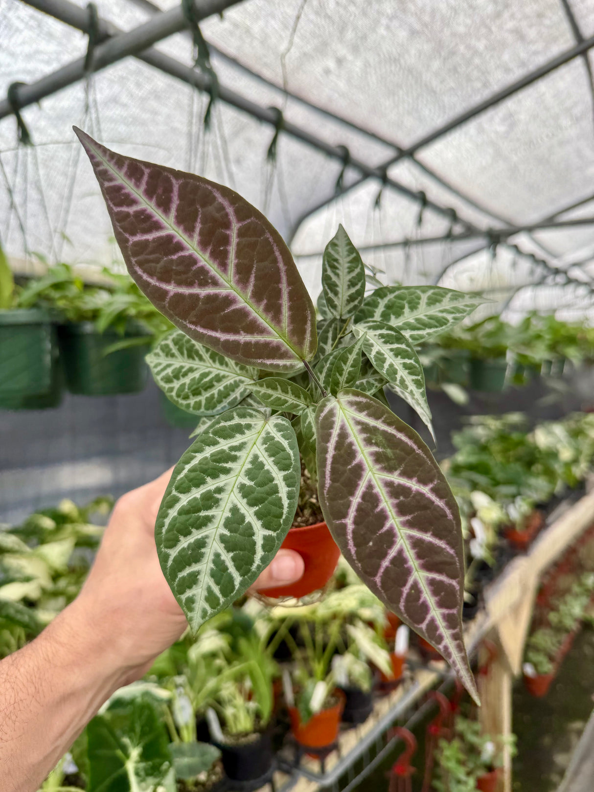 4" Bignonia argyro violacea