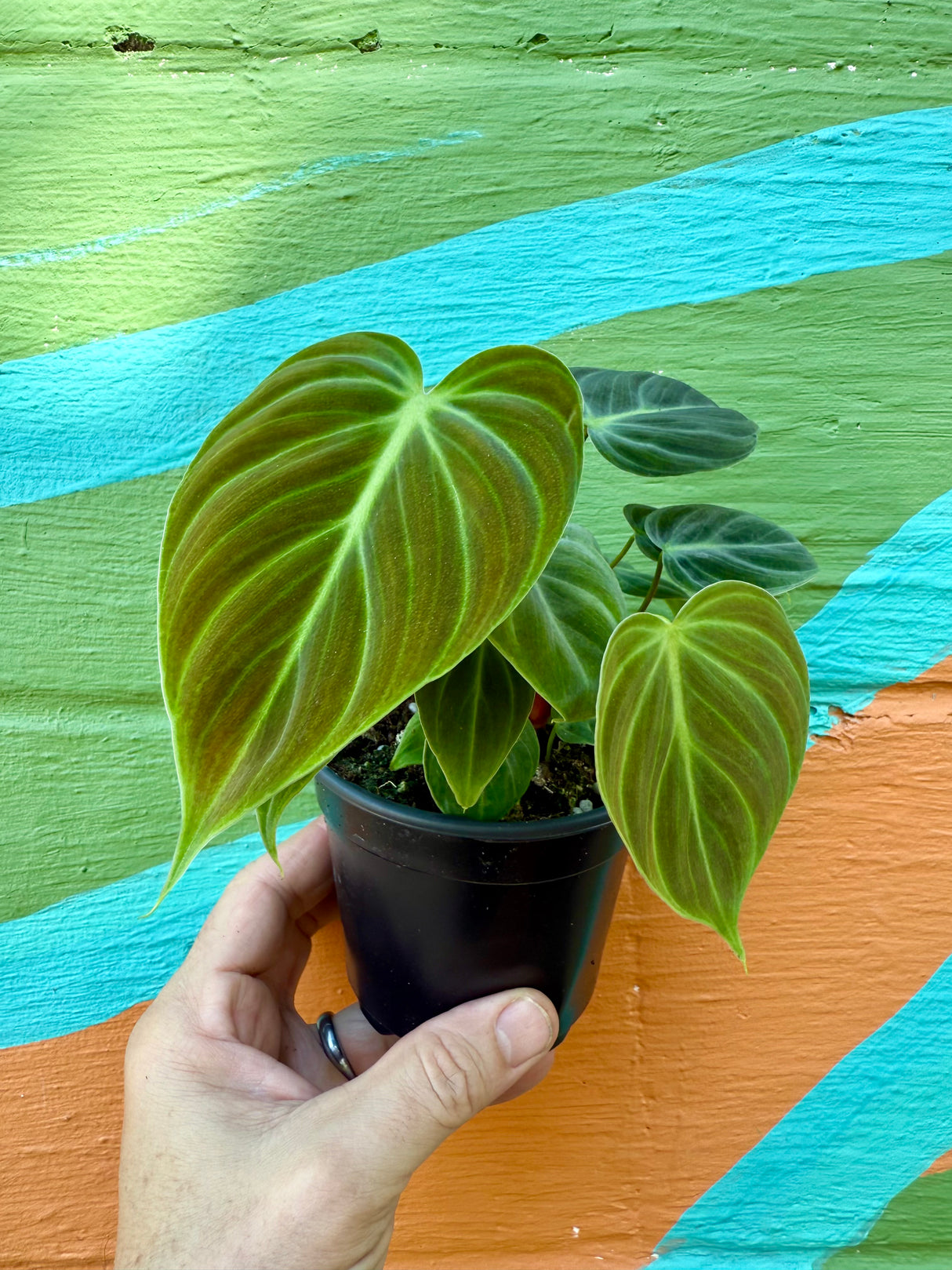4” Philodendron rubrijuvenile 'El Choco'