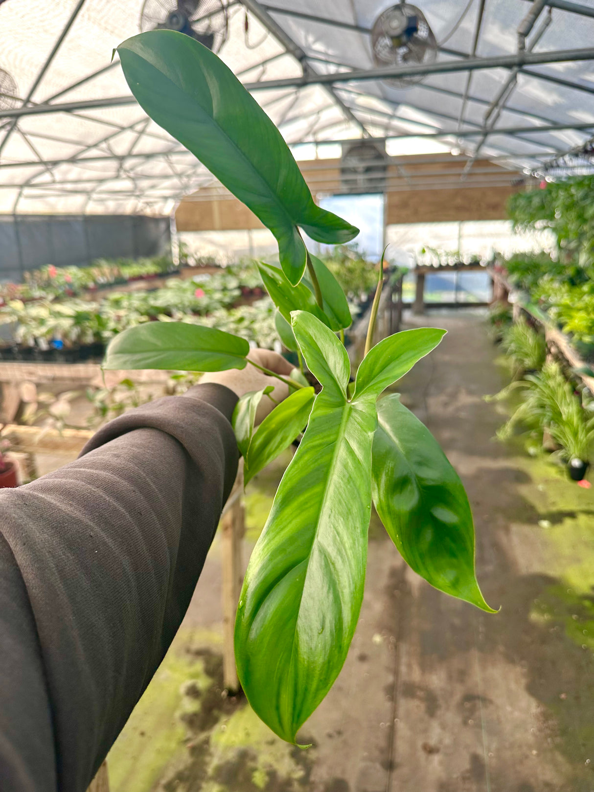 4" Philodendron 69686