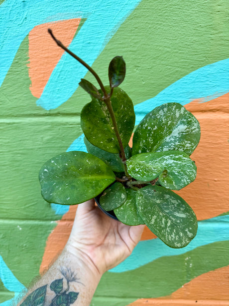 4” Hoya obovata 'Splash' - Canopy Plant Co.
