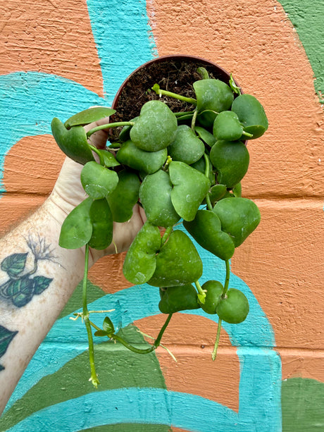 4" Dischidia platyphylla - Canopy Plant Co.