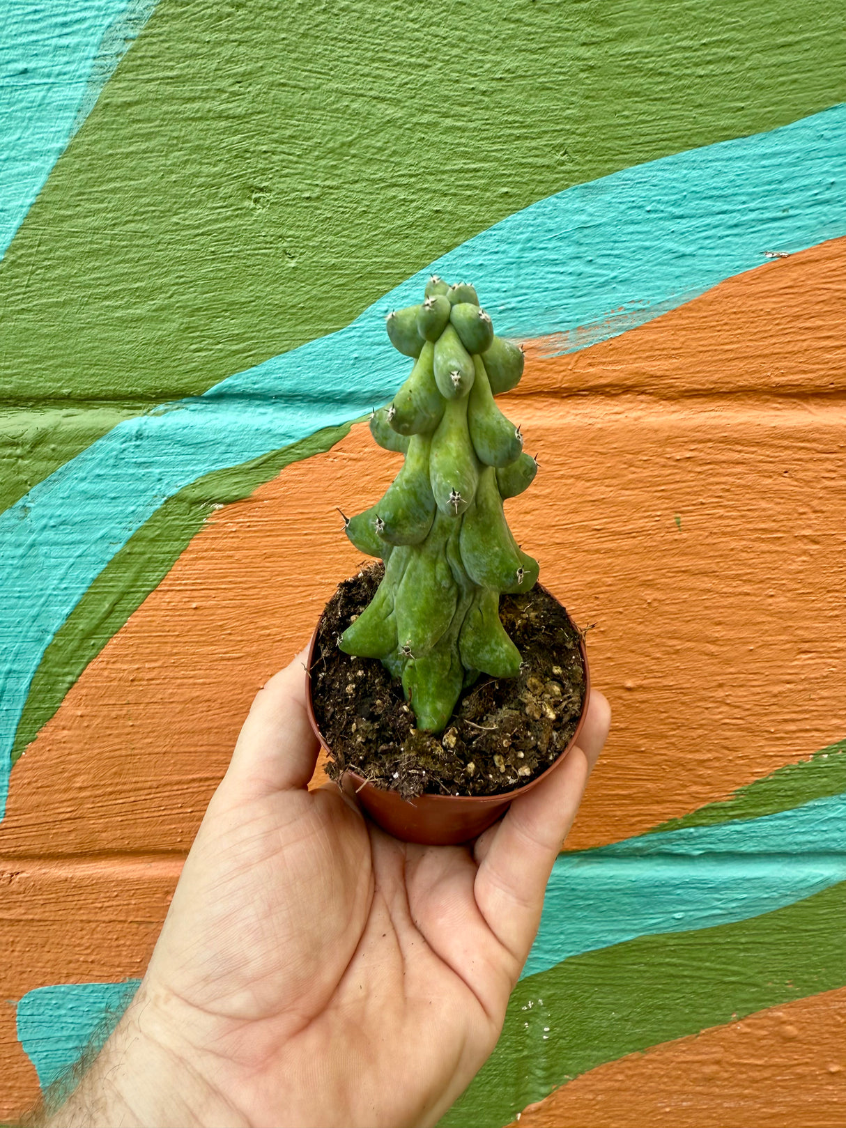 3" Boobie cactus (Myrtillocactus geometrizans 'Fukurokuryuzinboku')