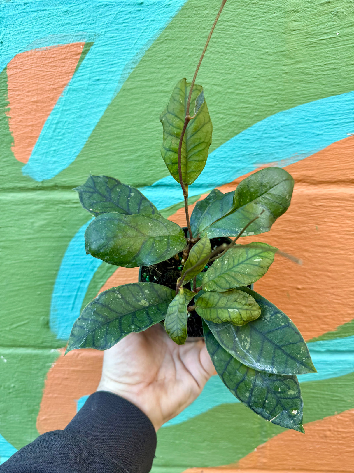 4” Hoya callistophylla 'Vena’ - Canopy Plant Co.