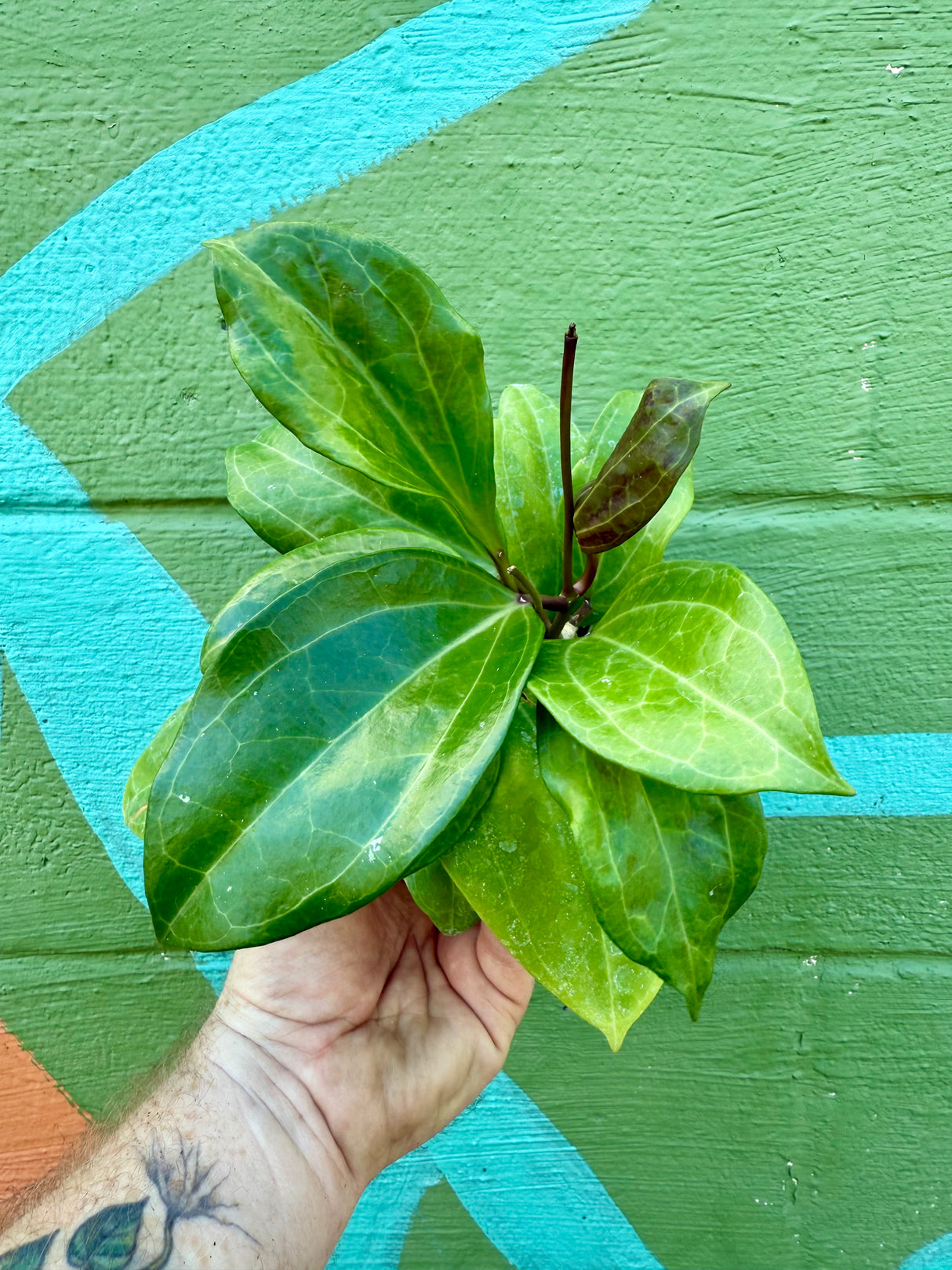 4" Hoya Sulawesi GPS 8867 - Canopy Plant Co.