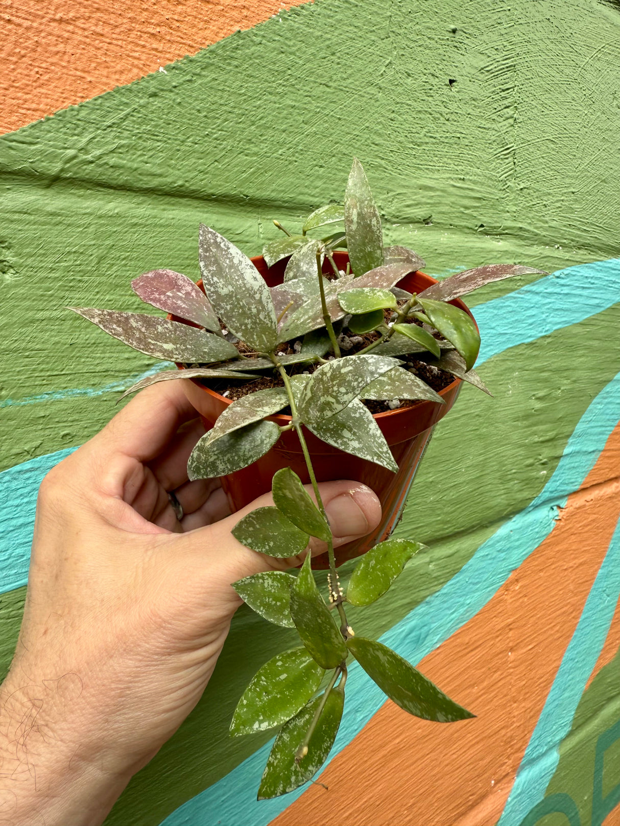 4" Hoya lacunosa sp. Laos