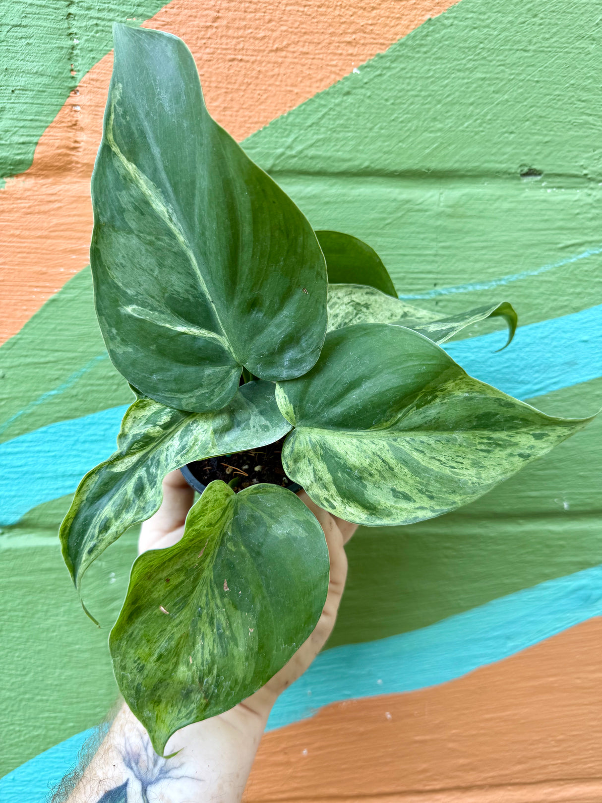 3” Philodendron hederaceum variegated 'Heart Leaf' - Canopy Plant Co.