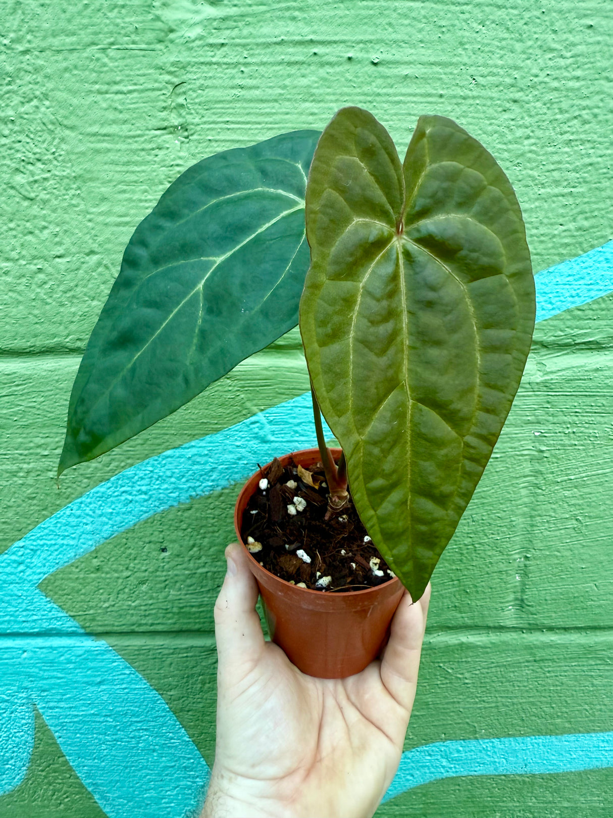 4” Anthurium ‘Ace of Spades’ x papillilaminum