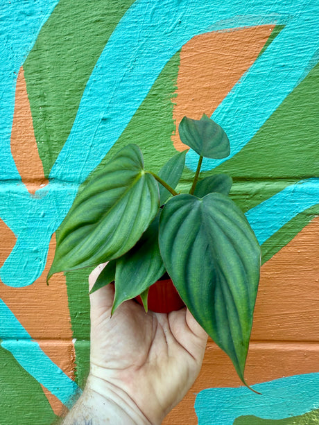 3.5” Philodendron sp. Colombia ‘El Guapo’ - Canopy Plant Co.