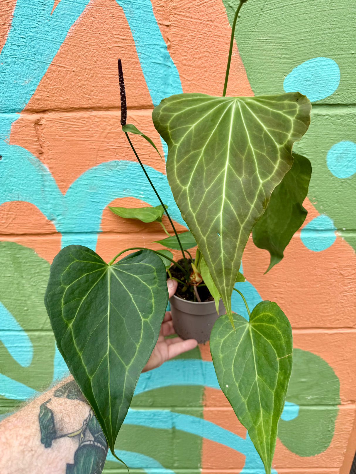 5” Anthurium 'Delta Force' - Canopy Plant Co.