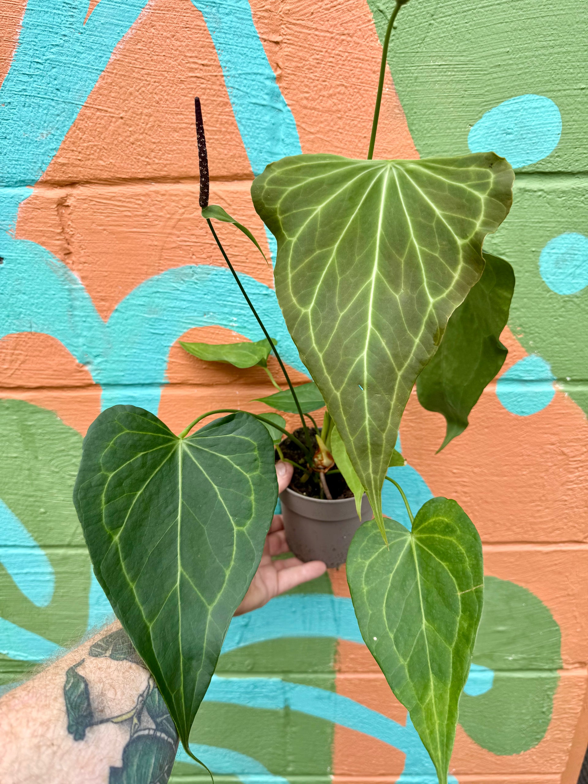 delta hanging plant waterer 5” Anthurium 'Delta Force' – Canopy Plant Co
