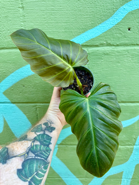 4" Philodendron corsinianum (P. pinnatifidum x P. verrucosum) - Canopy Plant Co.