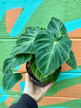 verrucosum philodendron 6” Philodendron verrucosum – Canopy Plant Co
