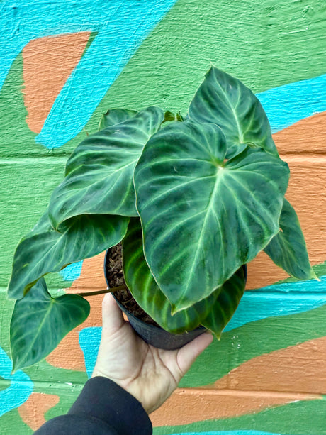 6” Philodendron verrucosum - Canopy Plant Co.