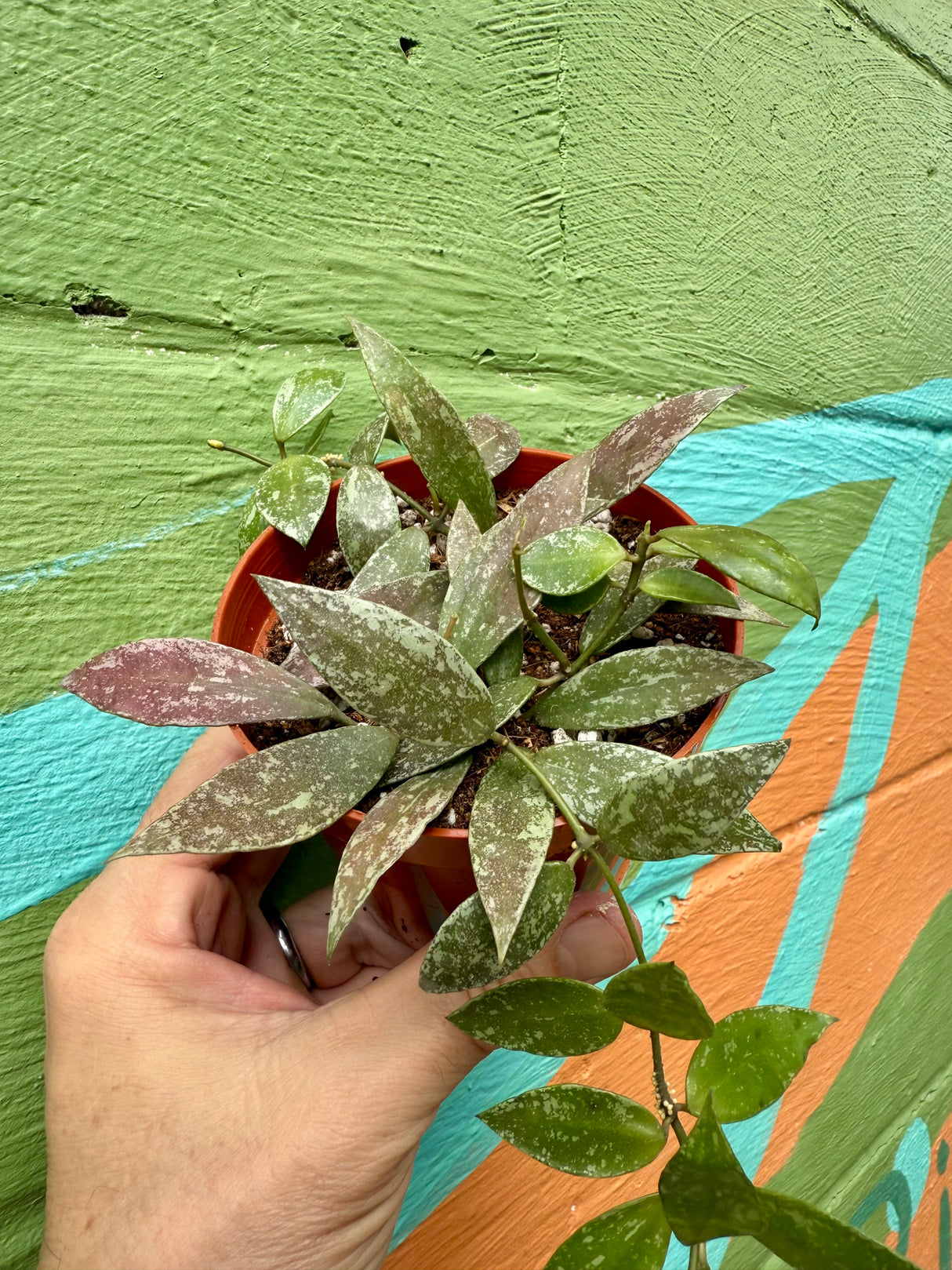 4" Hoya lacunosa sp. Laos