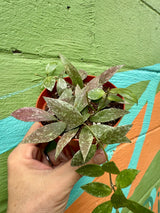 4" Hoya lacunosa sp. Laos