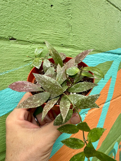 4" Hoya lacunosa sp. Laos
