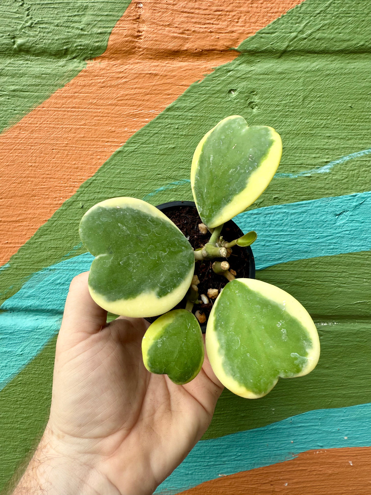 3" Hoya kerrii outer variegated - Canopy Plant Co.