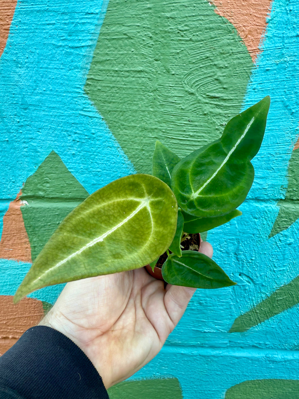 2" Anthurium forgetii