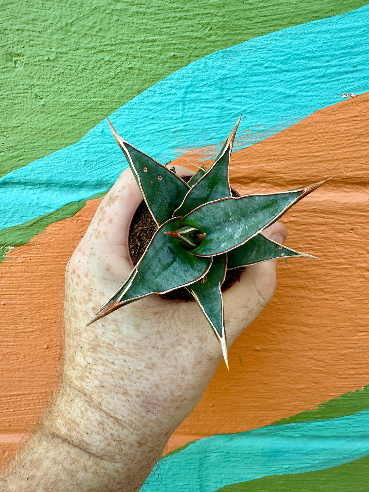 2" Sansevieria pinguicula 'Walking Sansevieria'