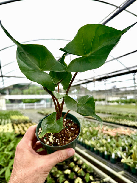 4" Alocasia ‘Stingray’
