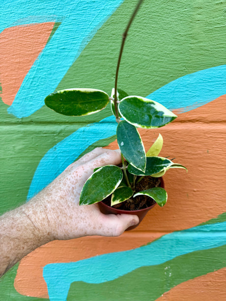 4" Hoya acuta outer variegated - Canopy Plant Co.