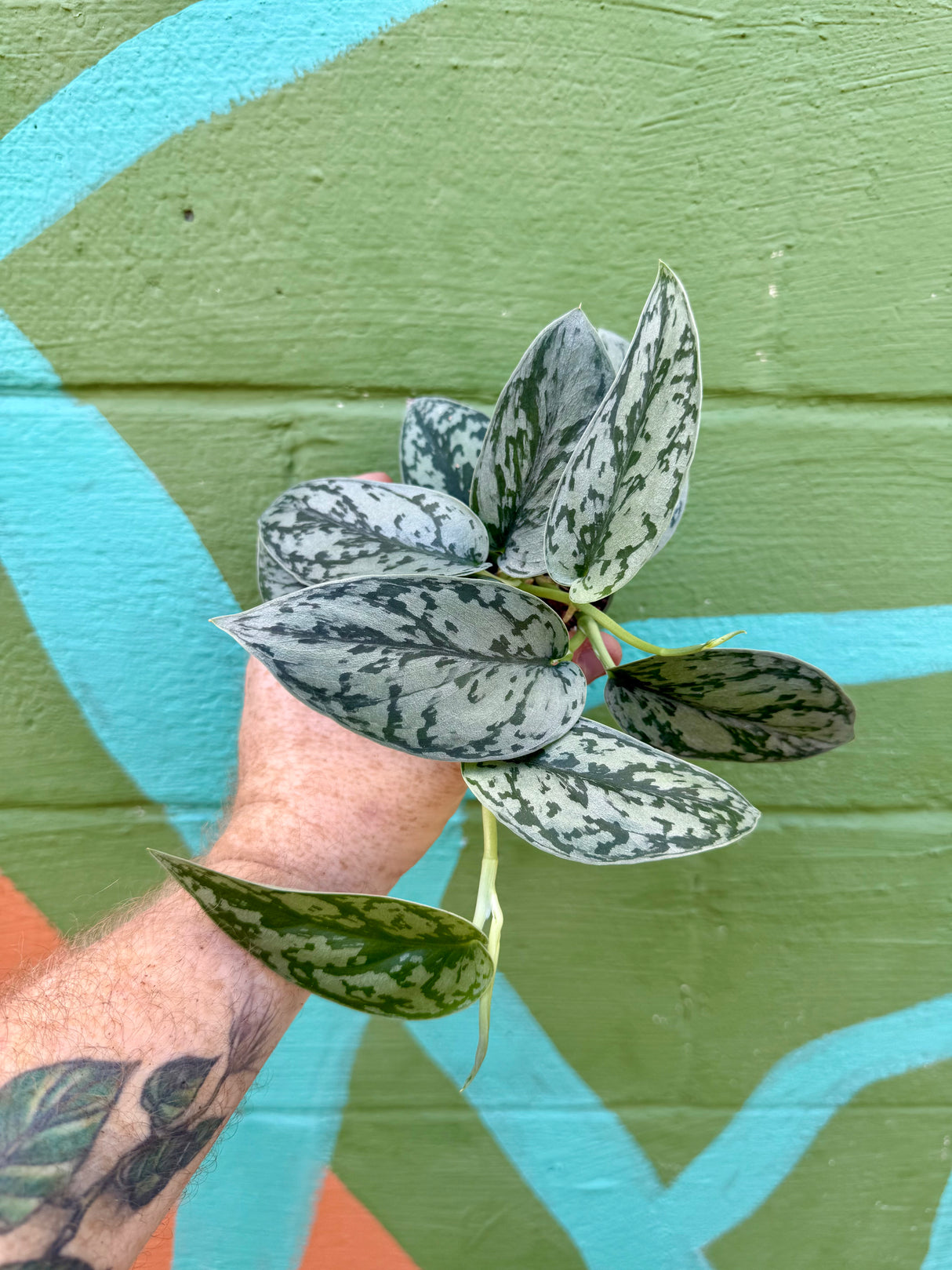 4" Scindapsus 'Silver Lady' - Canopy Plant Co.