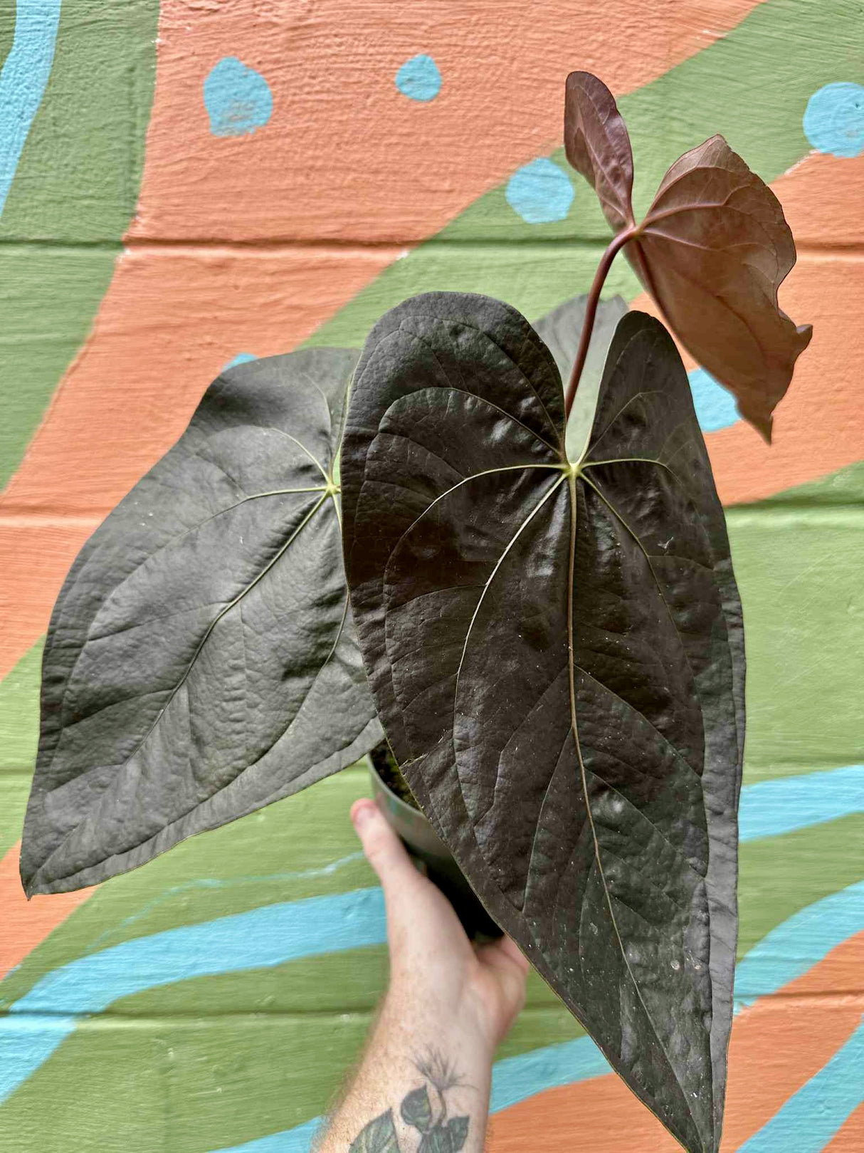 6" Anthurium ‘Queen of Hearts’