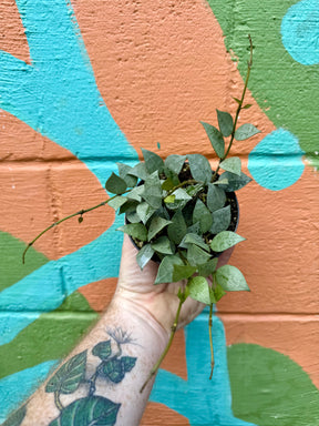 4” Hoya krohniana ‘Super Silver' - Canopy Plant Co.
