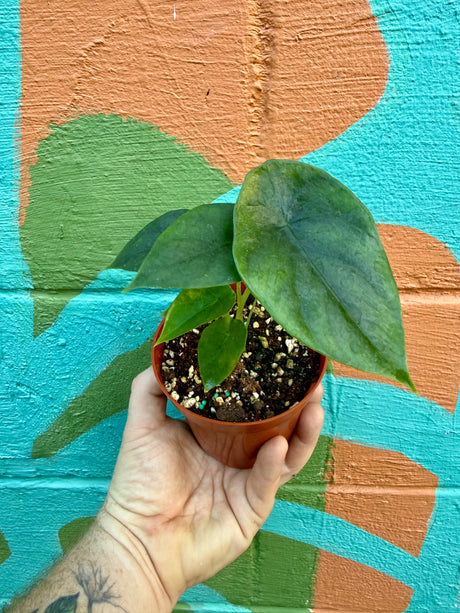 4" Alocasia clypeolata 'Green Shield' - Canopy Plant Co.