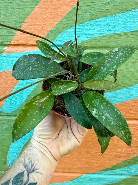 4” Hoya phuwuaensis 'Splash' - Canopy Plant Co.