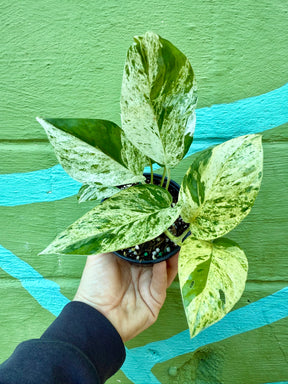 4” Epipremnum pinnatum 'Marble' - Canopy Plant Co.