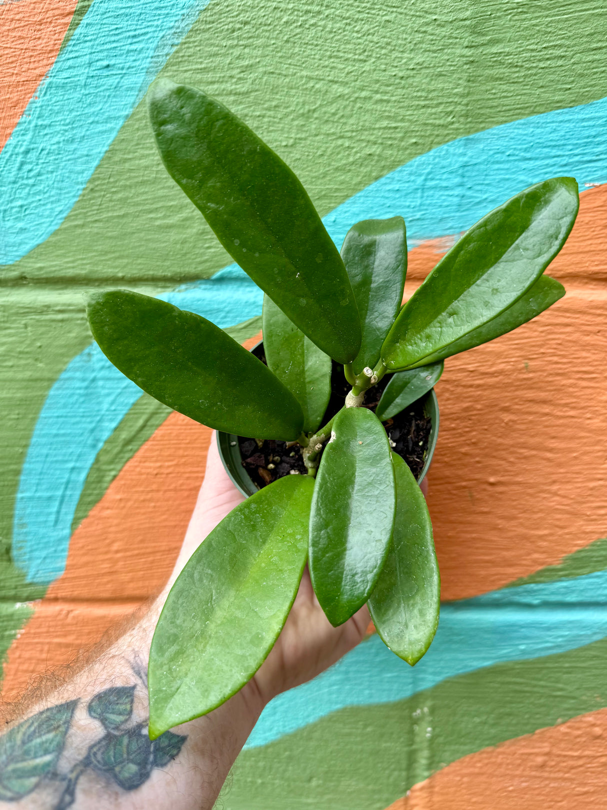4" Hoya meliflua