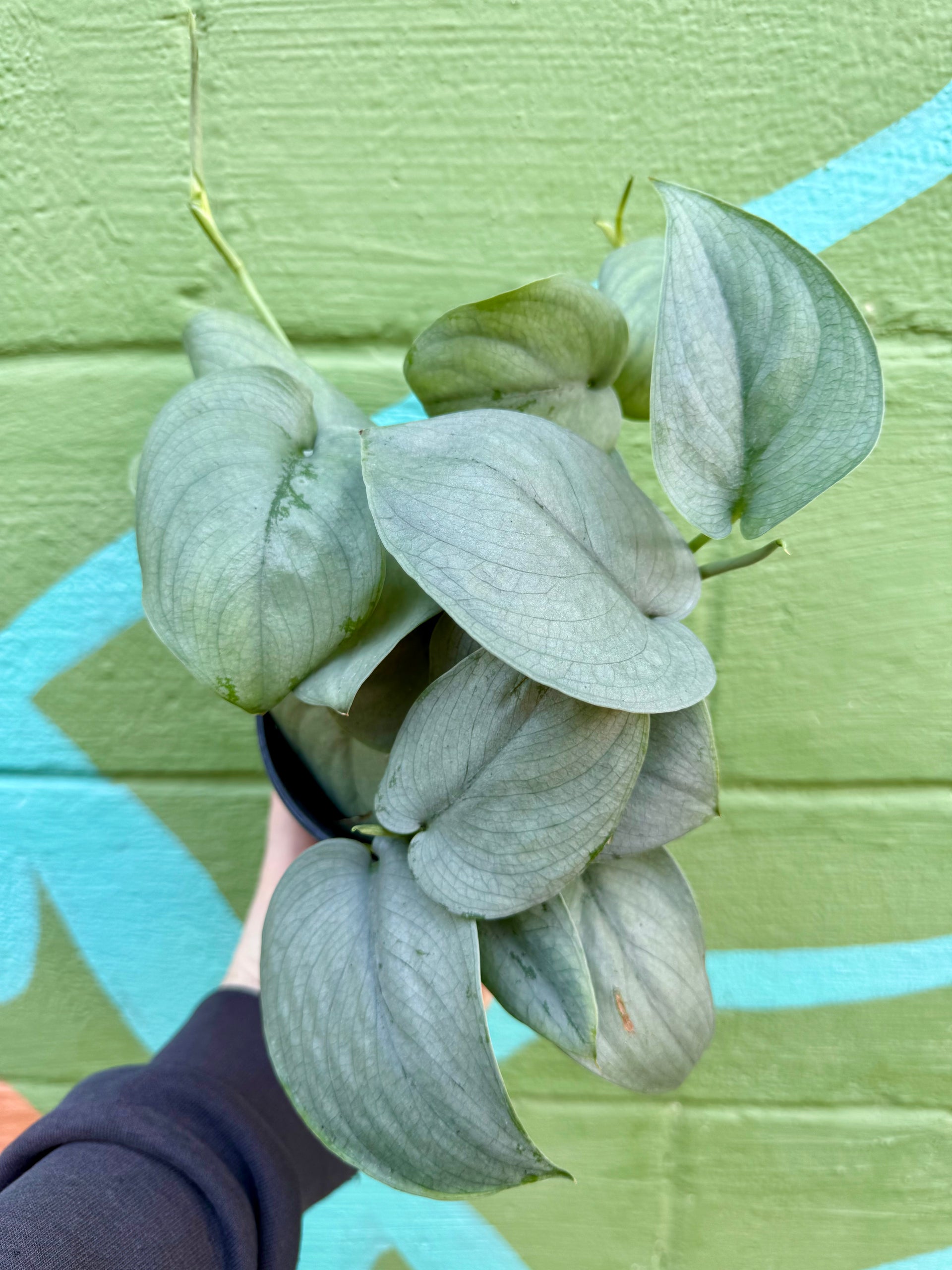 platinum pothos 6” Scindapsus ‘Platinum Java’