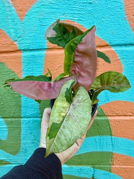 4" Syngonium ‘Pink Lava’ - Canopy Plant Co.