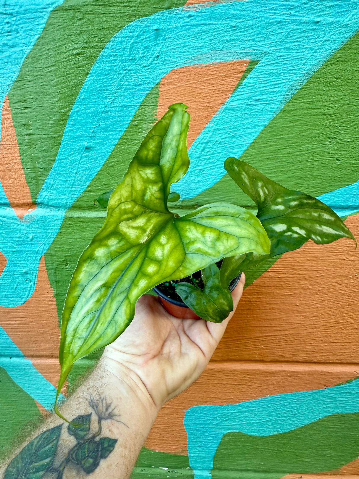 3.5” Cercestis mirabilis