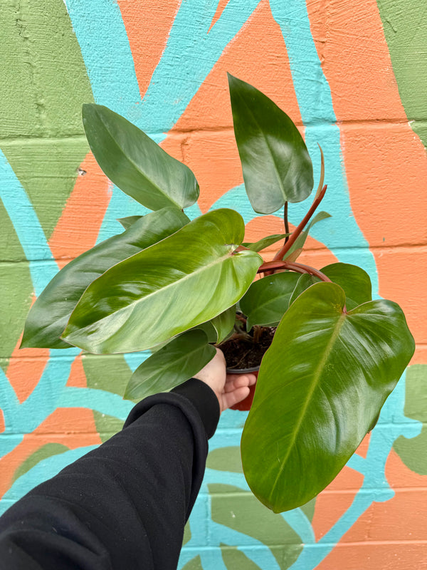 philodendron green emerald 6" Philodendron erubescens 'Red Emerald' – Canopy Plant Co