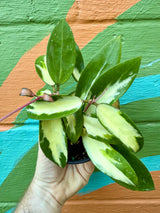 4" Hoya acuta inner variegated
