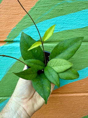 3” Hoya fungii x pubicalyx ‘Royal Hawaiian Purple’ - Canopy Plant Co.
