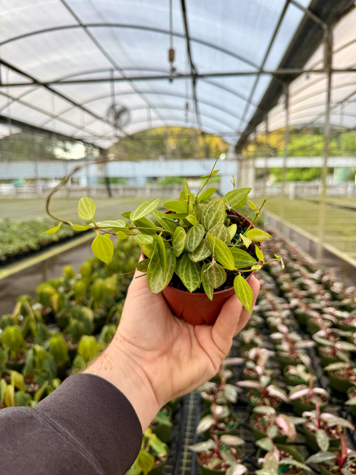 4" Dischidia ovata 'Watermelon' - Canopy Plant Co.