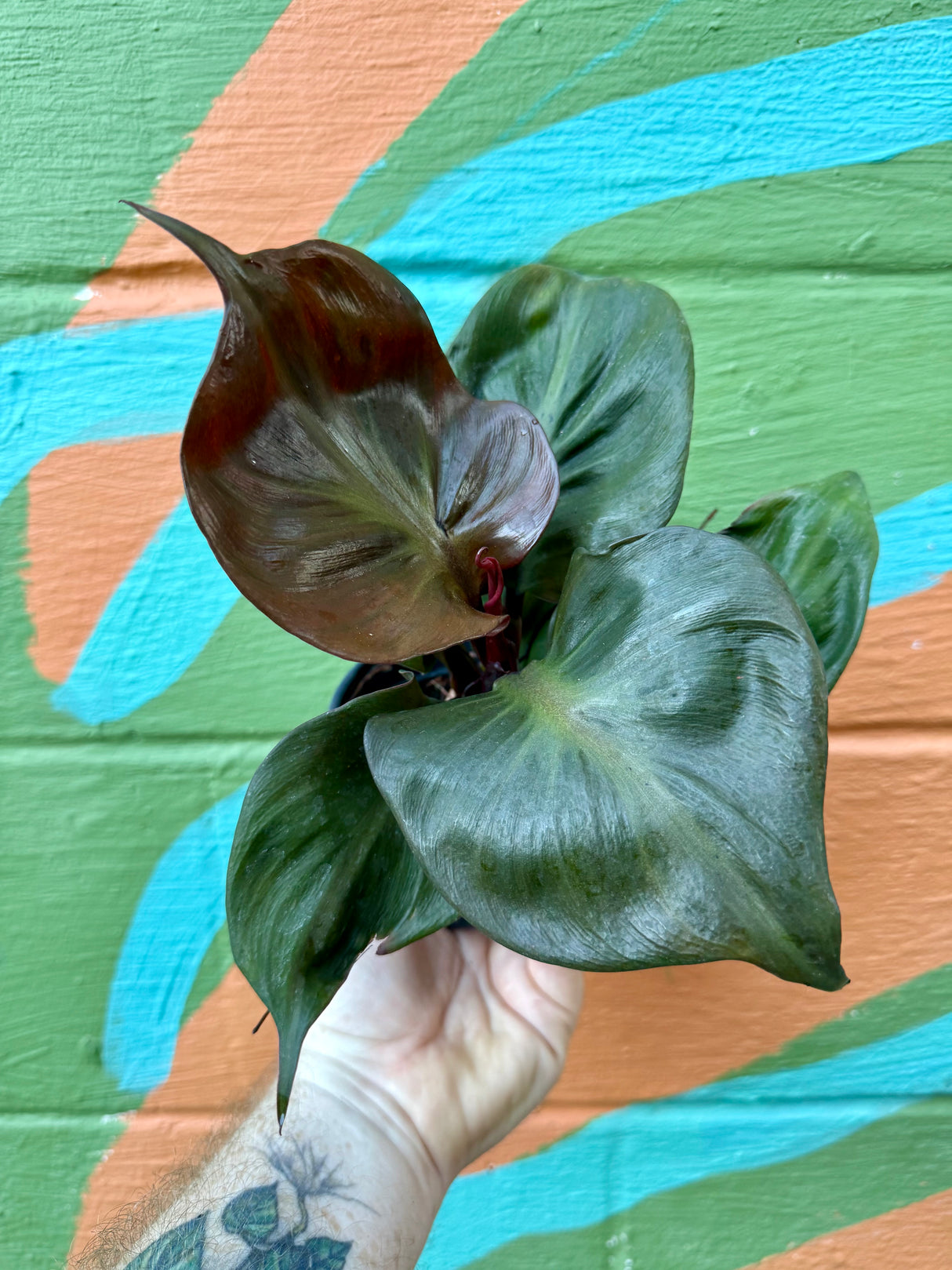 4" Philodendron ‘Red Heart’ - Canopy Plant Co.