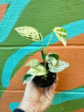 3" Epipremnum sp. 'Bali Hanoman' - Canopy Plant Co.