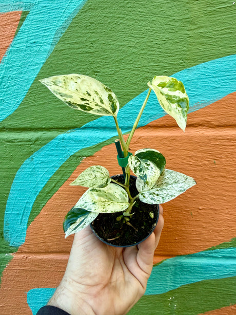 3" Epipremnum sp. 'Bali Hanoman' - Canopy Plant Co.