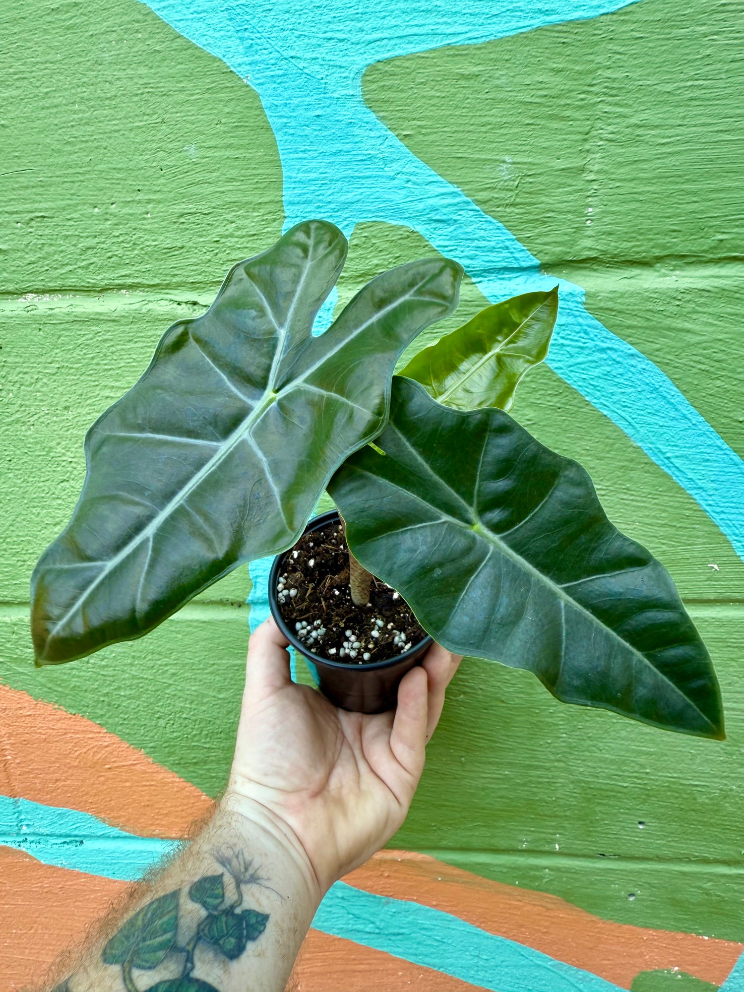 elephant ear plant tattoo 4" Alocasia sanderiana
