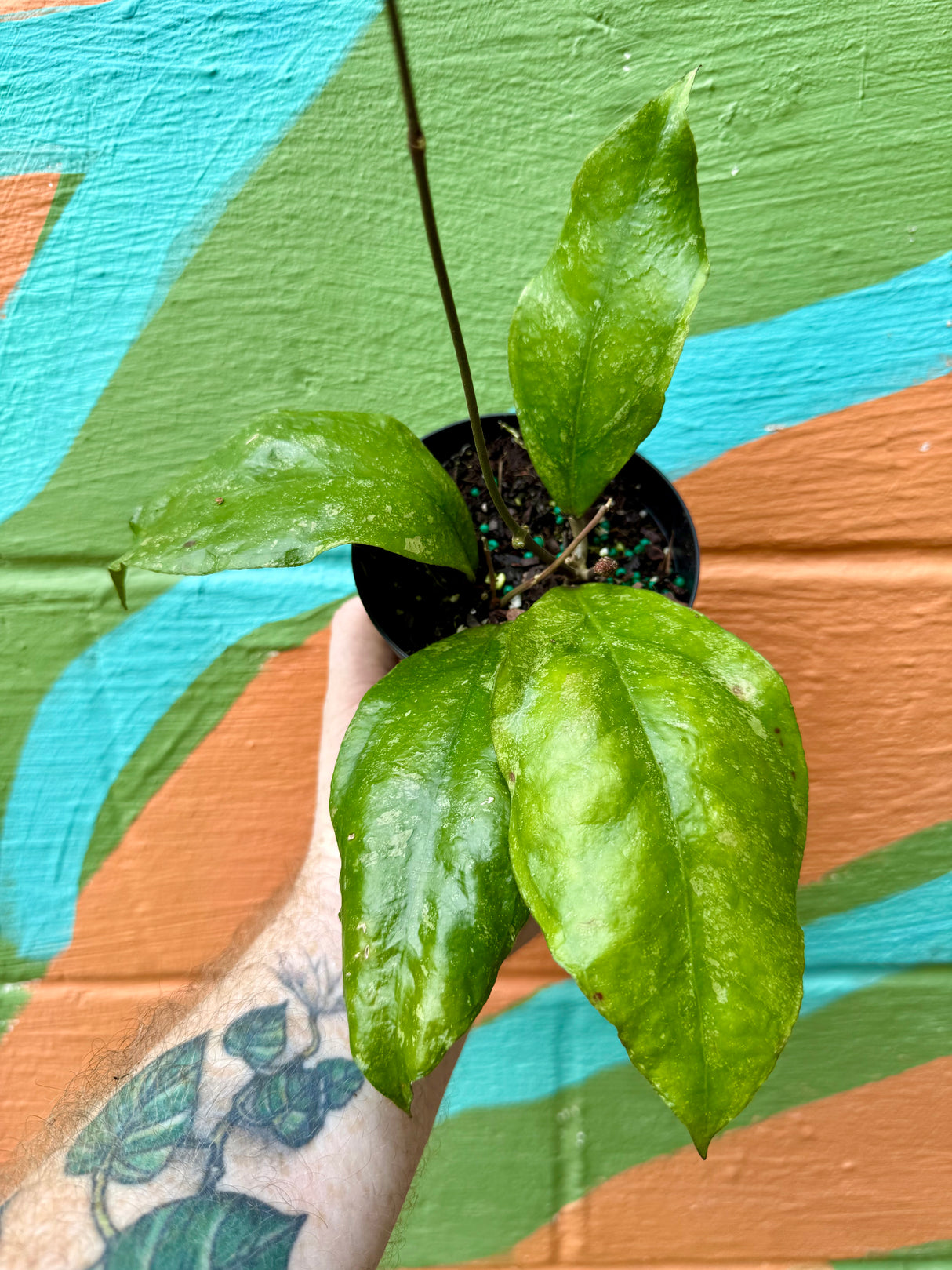 4” Hoya 'Chicken Farm'
