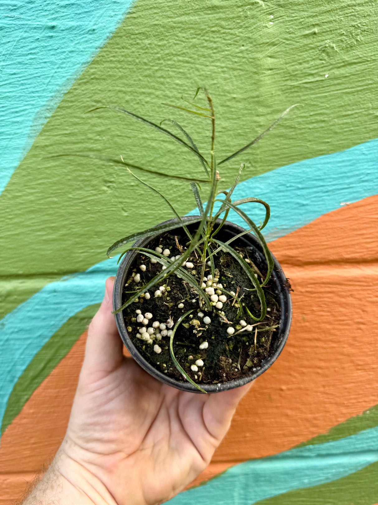 4” Hoya stenophylla - Canopy Plant Co.