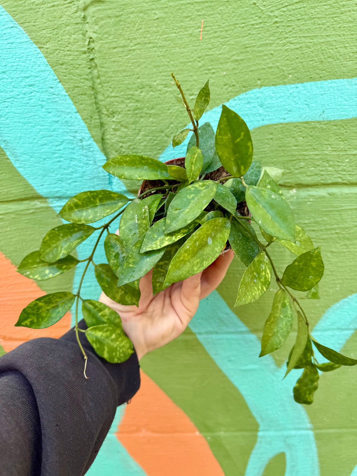 4" Hoya lacunosa 'Amarillo'